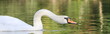 Schwan-20446b1