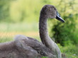 Schwan-20374b1