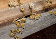 Foto: busy bees at the hive, single drone looking out (center) busy bees at the hive, single drone looking out (center)