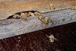 Foto: bees at the hive closeup, drone looks out at left bees at the hive closeup, drone looks out at left