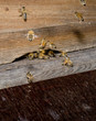 Foto: apiary entry closeup, busy summer day apiary entry closeup, busy summer day