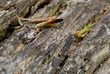 two types of grasshopper on rotten bark