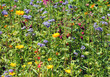 blume2