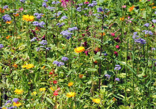 Photo: blume2 blume2