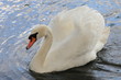 Schwan-20063b1