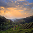 plantation of tea on mountain