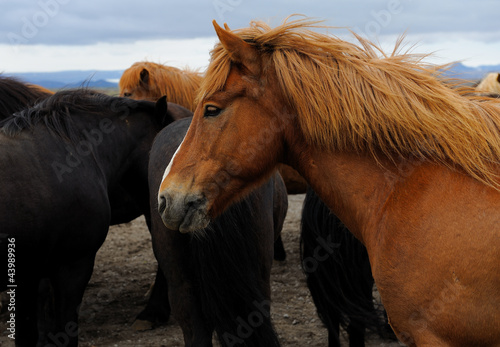 Photo: Icelandic Horses near Gullfoss, Iceland Icelandic Horses near Gullfoss, Iceland