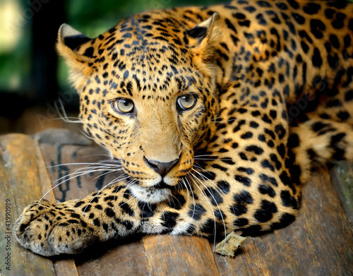Photo: Leopard portrait Leopard portrait