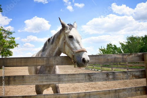 Photo: Beautiful horse Beautiful horse
