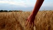 Video: Slow motion close up of woman's hand moves and touches the wheat Slow motion close up of woman's hand moves and touches the wheat