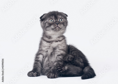 Photo: black smoke scottish fold kitten on white background black smoke scottish fold kitten on white background