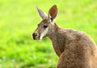 Kangaroo