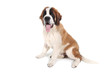 Cute Saint Bernard Purebred Puppy