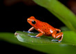red poison dart frog