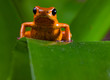 red poison dart frog