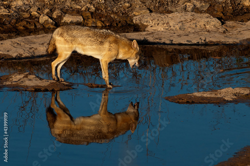 Photo: Indian jackal at a water hole Indian jackal at a water hole