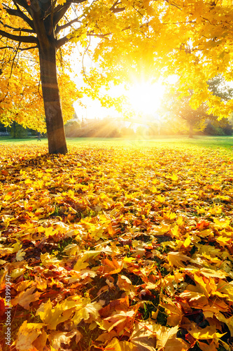 Foto: Sunny autumn foliage Sunny autumn foliage