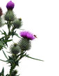 Thistle