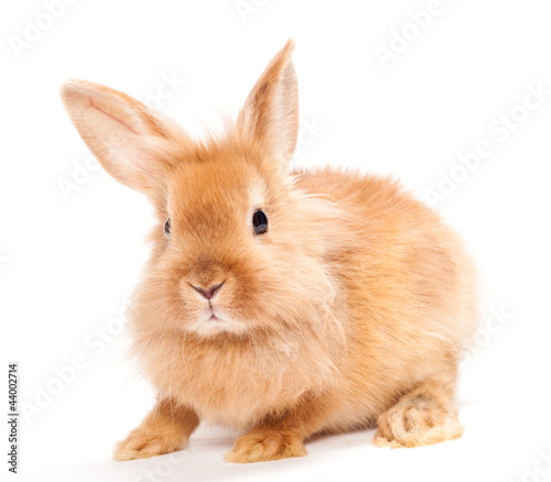 Photo: Rabbit isolated on a white background Rabbit isolated on a white background