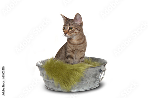 Photo: Little kitten in a basket Little kitten in a basket
