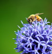 bee on echinops