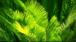 Video: Green and bright palm leaves in the wind Green and bright palm leaves in the wind