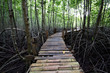 The wood bridge at the Mangrove forest, Thailand