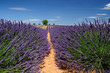 Lavender field. The plateau of Valensole in Provence