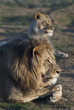 Lion and Lioness