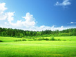 field of grass and perfect sky