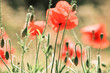 poppy