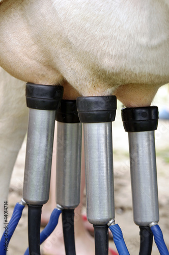 Photo: Cows in a farm. Automatic milking machine, datail. Cows in a farm. Automatic milking machine, datail.