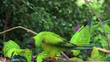 Video: uccelli brasiliani dell'amazzonia uccelli brasiliani dell'amazzonia