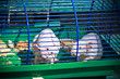 Hairless rat posing