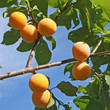 Photo: Mirabelles sauvages Mirabelles sauvages