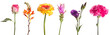 Schnittblumen
