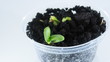 Time-lapse grow sprout from seed