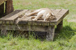 Lioness
