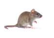 rat