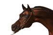 Purebred Arabian Horse isolated