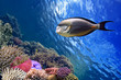 Tropical fish Acanthurus sohal and Coral reef