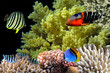 Photo of a coral colony