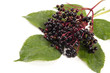 Sambucus nigra