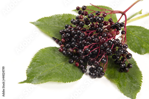 Photo: Sambucus nigra Sambucus nigra
