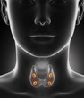 Parathyroid gland anatomy