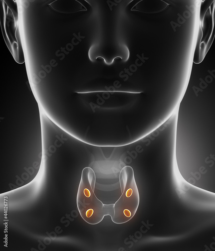 Illustration: Parathyroid gland anatomy Parathyroid gland anatomy