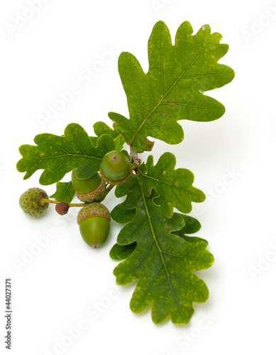 Photo: accorns with oak leafs accorns with oak leafs