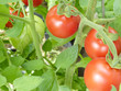 Juicy red tomatoes on the vine