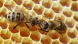 Close-up view of bees on honeycomb