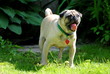 Summer Pug